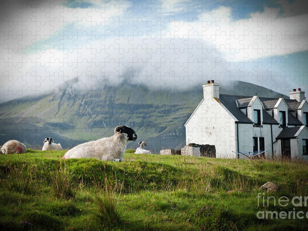 Agriculture Jigsaw Puzzle featuring the photograph Sheep grazing on a Scottish farm in spring. by Joaquin Corbalan