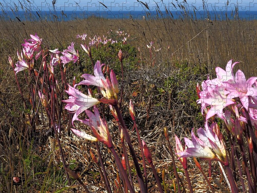 Seascape Jigsaw Puzzle featuring the photograph Shell Beach Amaryllis by Richard Thomas