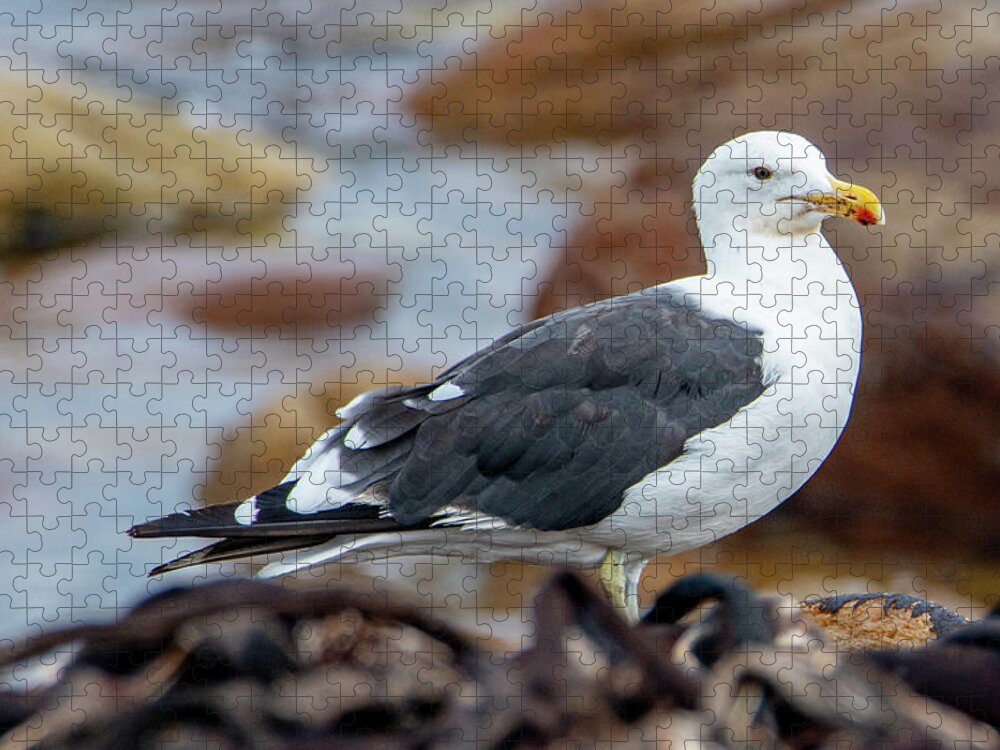 Herring Gull Jigsaw Puzzle featuring the photograph Shore Keeper by Marcy Wielfaert