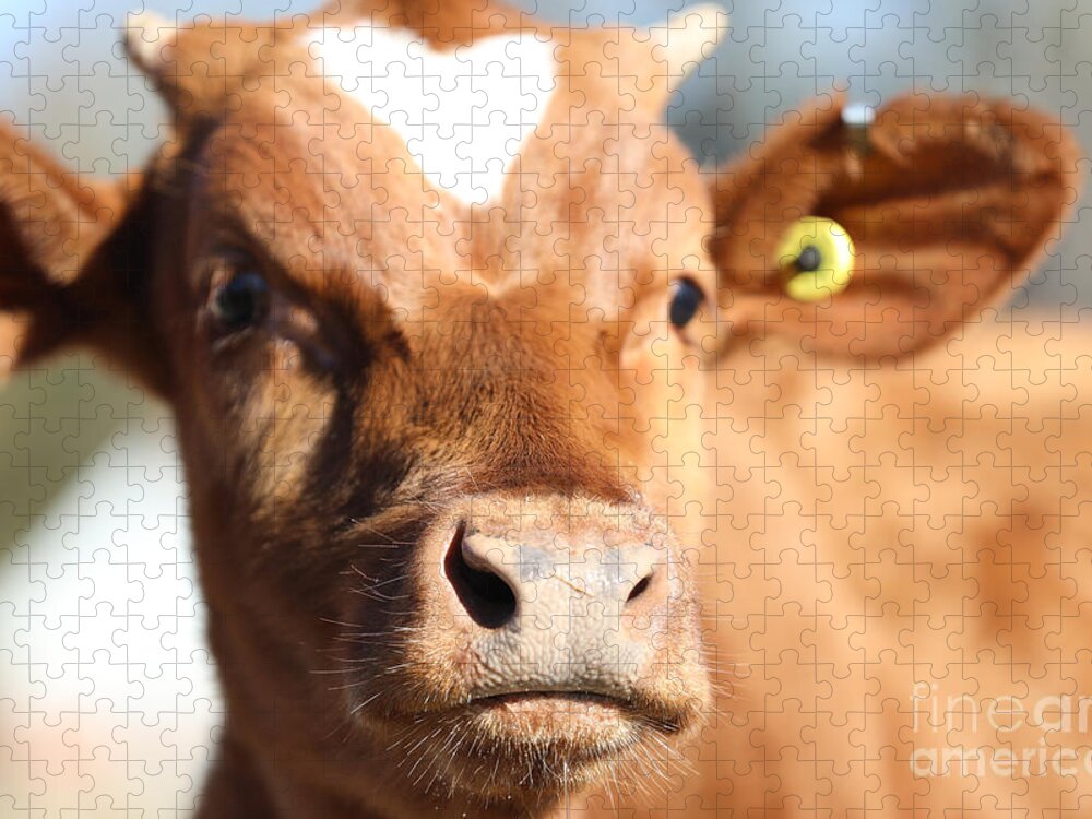 Cow Jigsaw Puzzle featuring the photograph Shorthorn Calf by Lara Morrison