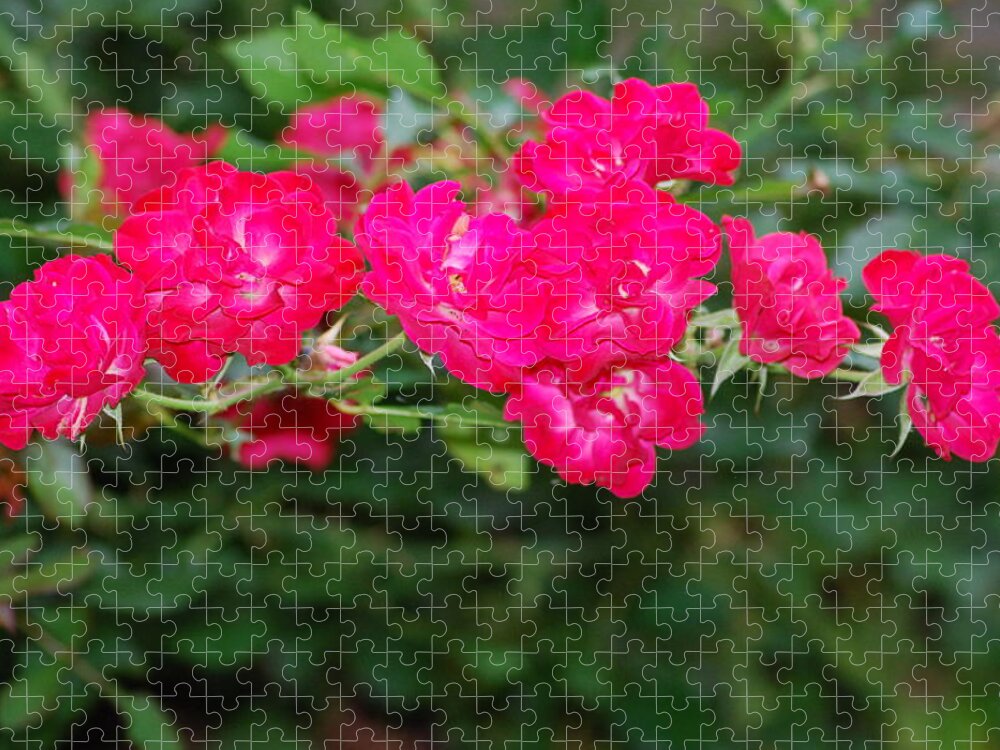 Flowers Jigsaw Puzzle featuring the photograph Shrub Roses by Ee Photography