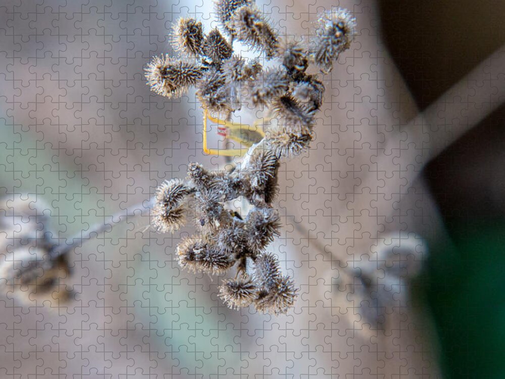Macro Jigsaw Puzzle featuring the photograph Shy Explorer by Ivars Vilums