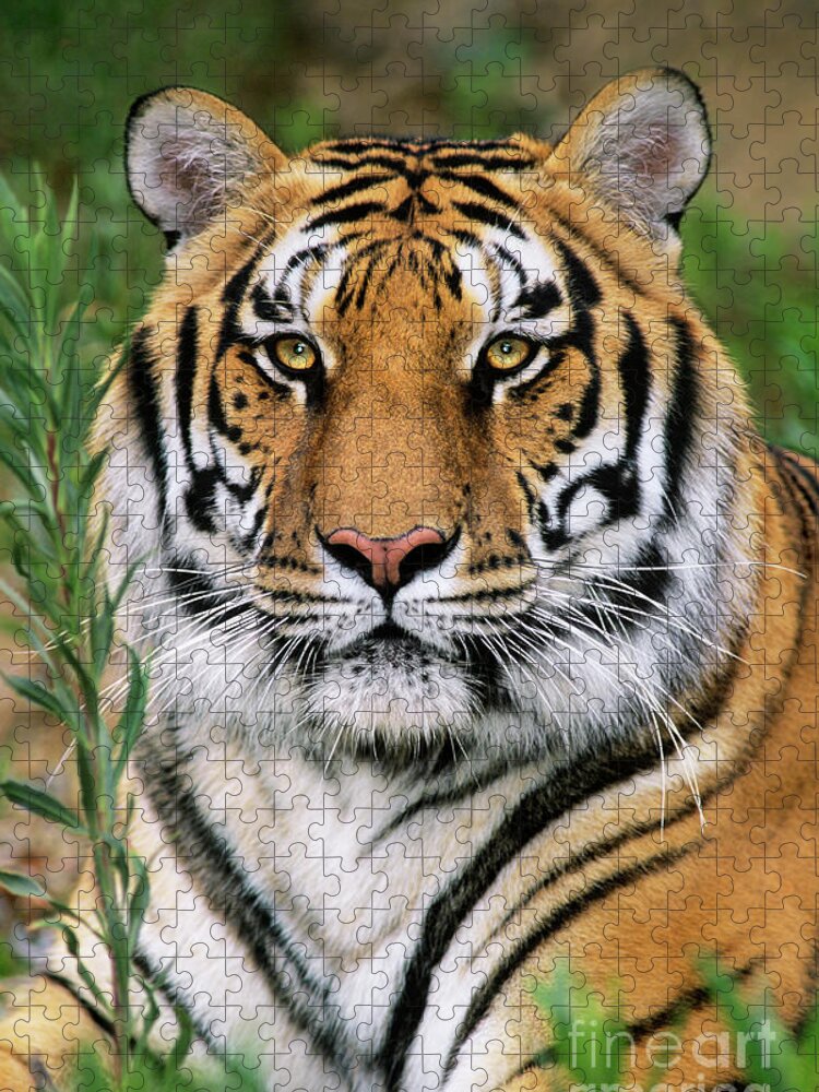 Siberian Tiger Jigsaw Puzzle featuring the photograph Siberian Tiger Staring Endangered Species Wildlife Rescue by Dave Welling