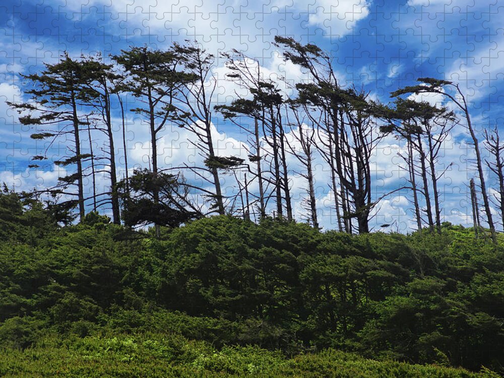Beach Jigsaw Puzzle featuring the photograph Silhouettes of wind sculpted Krumholz trees by Steve Estvanik