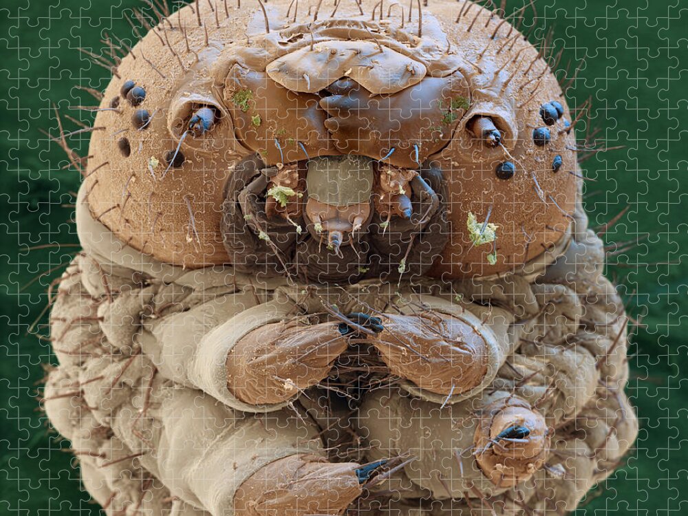 Animal Jigsaw Puzzle featuring the photograph Silk Moth, Bombyx Mori, Caterpillar, Sem by Meckes/ottawa