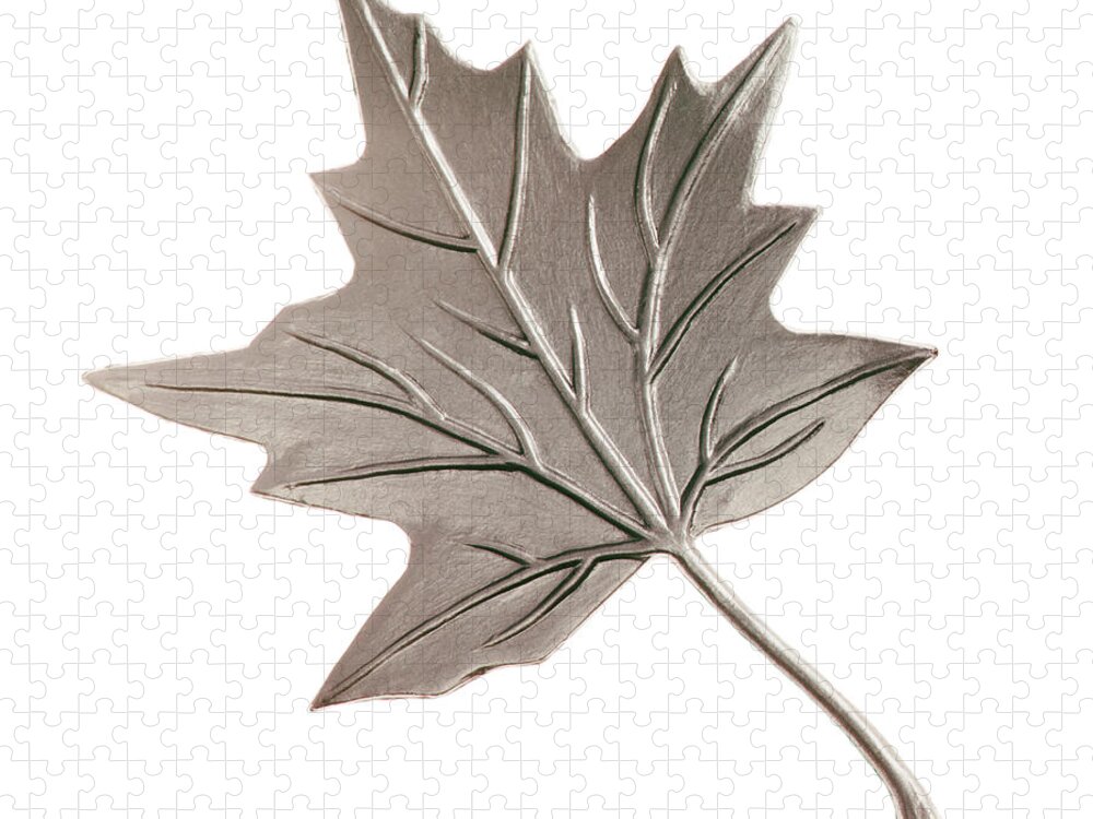 Autumn Jigsaw Puzzle featuring the drawing Silver Maple Leaf by CSA Images