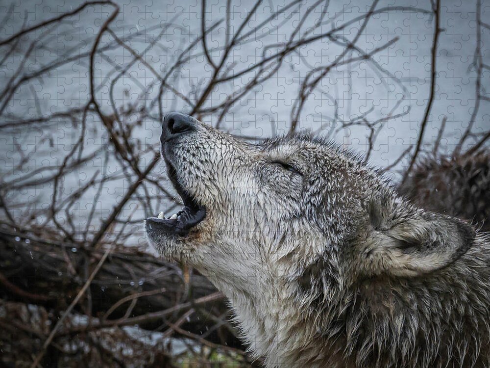 Wolf Wolves Howling Jigsaw Puzzle featuring the photograph Singing the Song of My People by Laura Hedien