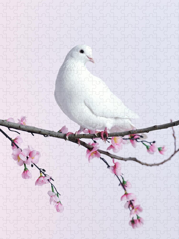 One Animal Jigsaw Puzzle featuring the photograph Single Dove On A Branch With Blossom by Walker And Walker