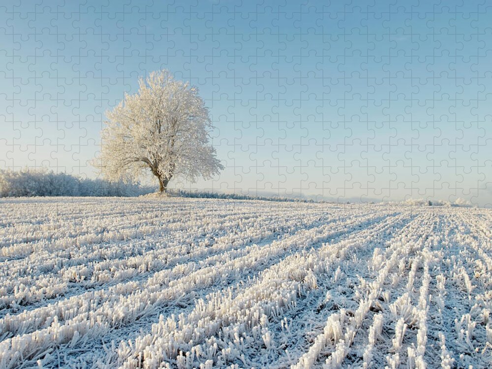 Tranquility Jigsaw Puzzle featuring the photograph Single Elm Tree Covered In Snow In Open by Erik Buraas