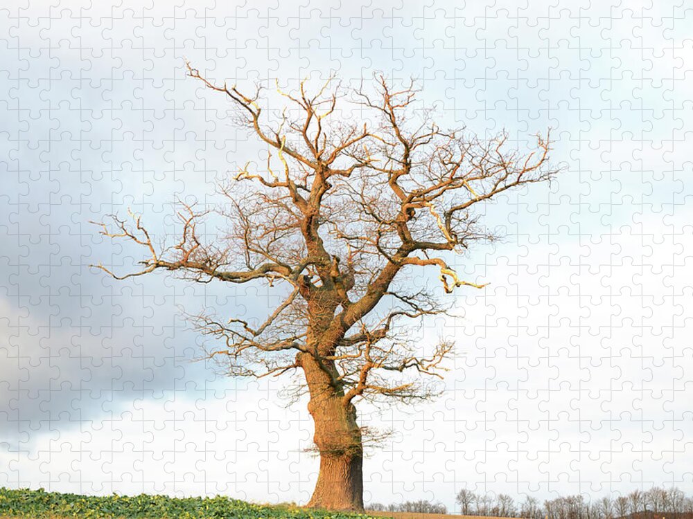 Scenics Jigsaw Puzzle featuring the photograph Single Old Bare Oak Tree In Late by Knaupe