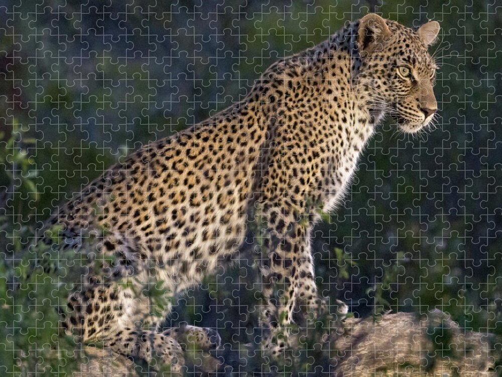 Leopard Jigsaw Puzzle featuring the photograph Sitting leopard by Mark Hunter