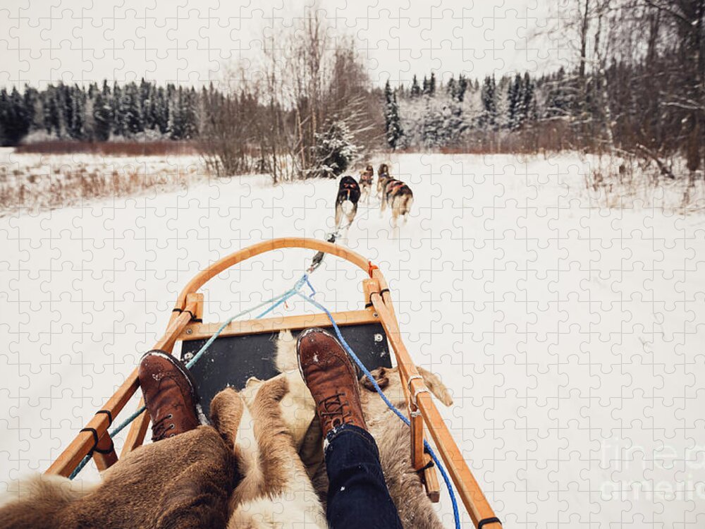 Sleigh Jigsaw Puzzle featuring the photograph Sled Dogs Pulling A Sled by Andrey Bayda