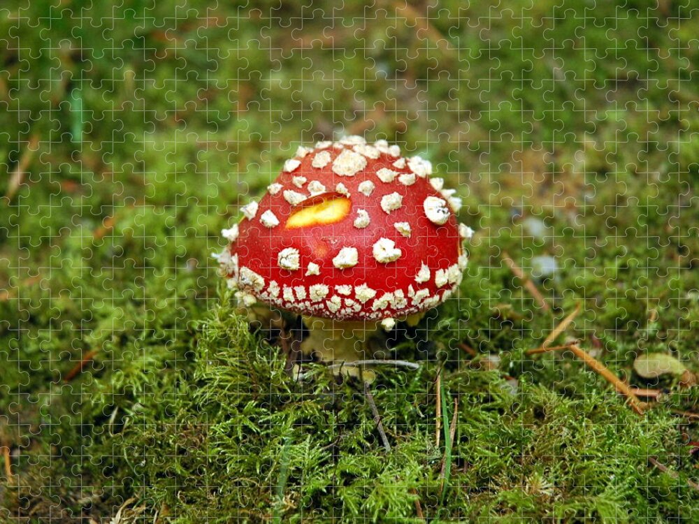 Tranquility Jigsaw Puzzle featuring the photograph Slug Bitten Red Mushroom On Moss by Kaishin Chu | Onelushlife