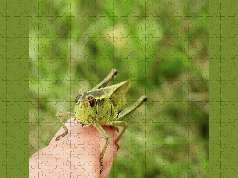 Grasshopper Jigsaw Puzzle featuring the photograph Smiling Grasshopper by Kathy Chism