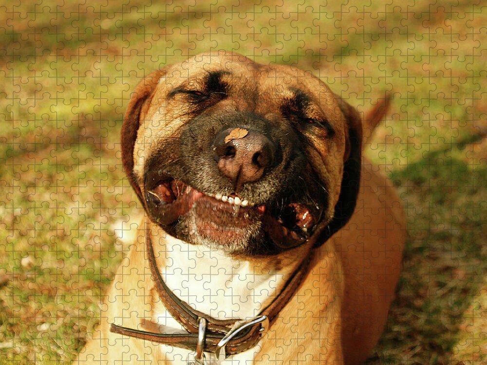 Dog Jigsaw Puzzle featuring the photograph Smiling by Kristia Adams