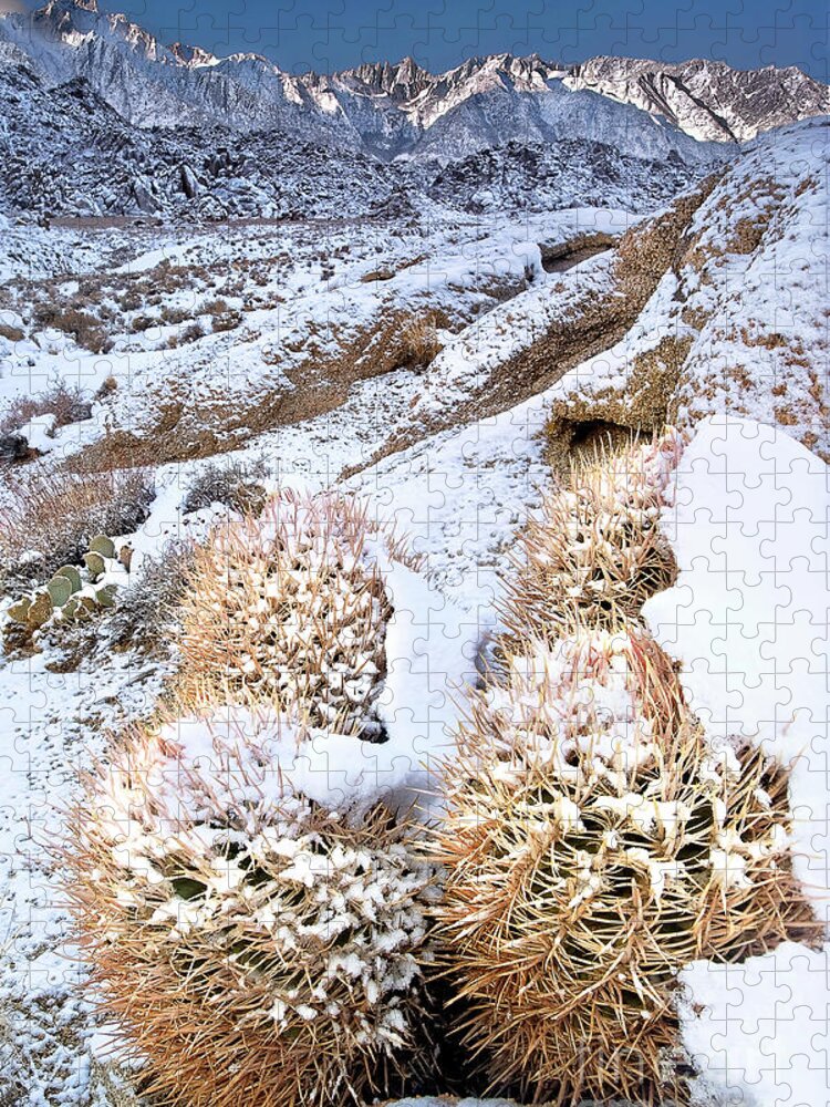 North America Jigsaw Puzzle featuring the photograph Snow Covered Cactus Below Mount Whitney Eastern Sierras by Dave Welling