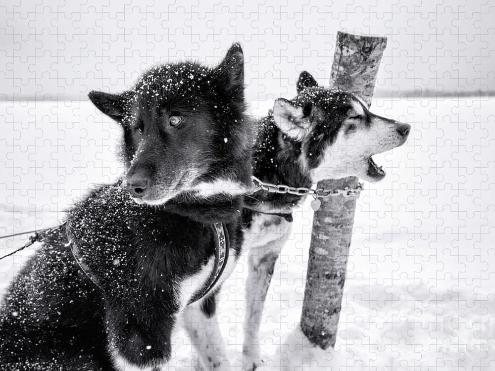 Dogs Jigsaw Puzzle featuring the photograph Snow Dogs by Becqi Sherman