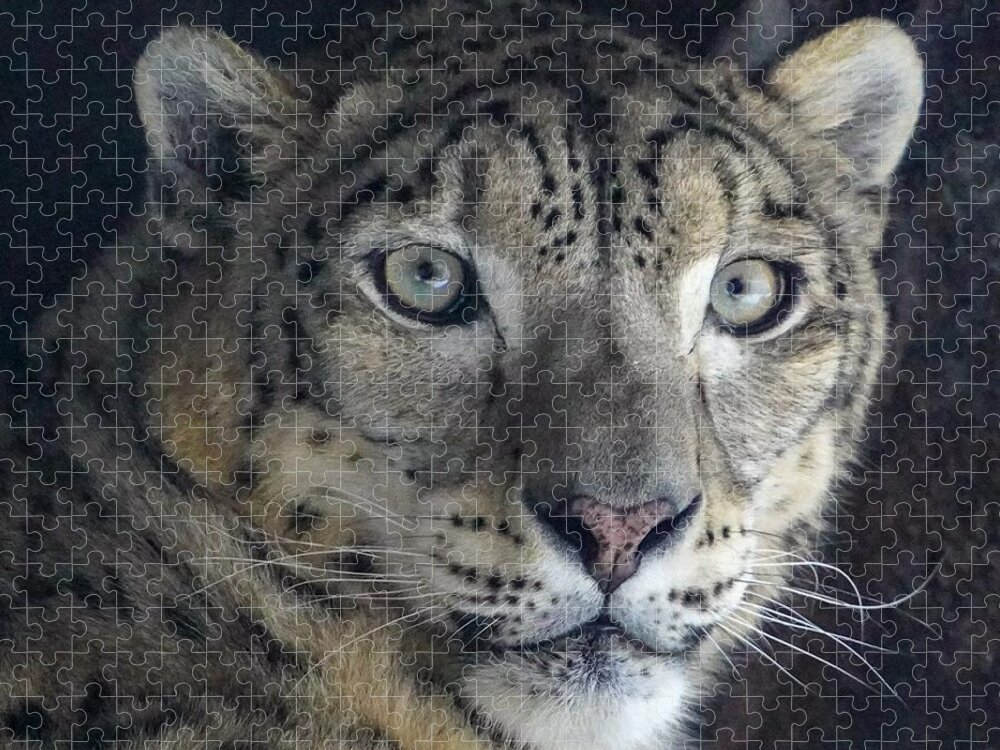 Snow Leopard Jigsaw Puzzle featuring the photograph Snow Leopard by Susan Rydberg