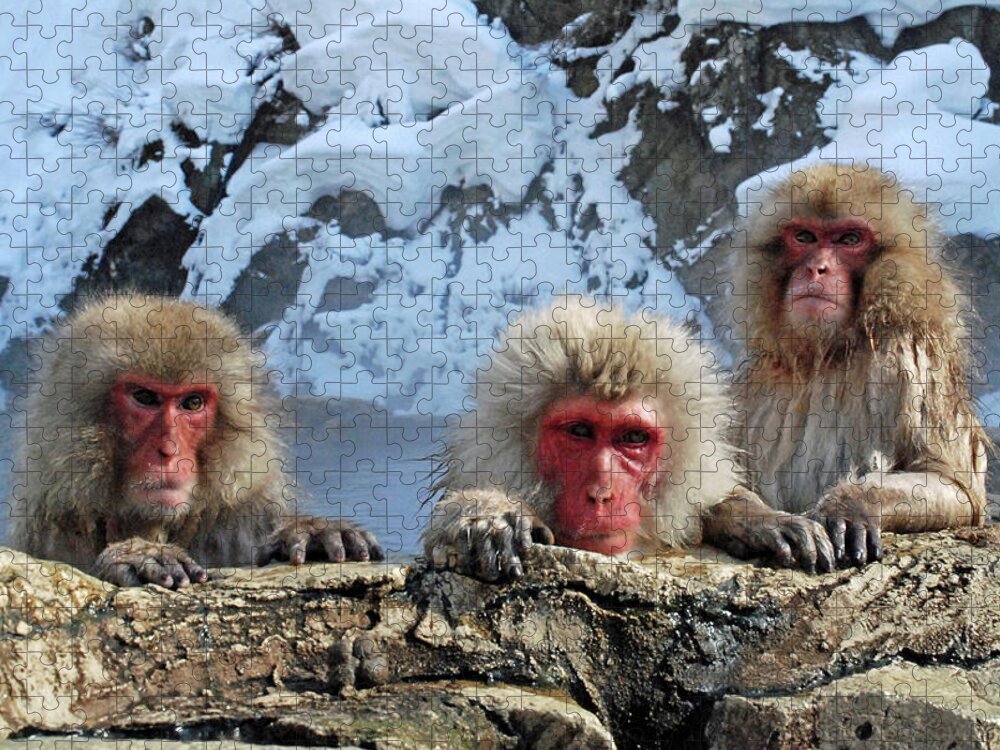 Snow Jigsaw Puzzle featuring the photograph Snow Monkeys Bathing In Hot Springs by Photo By Jean-françois Chénier