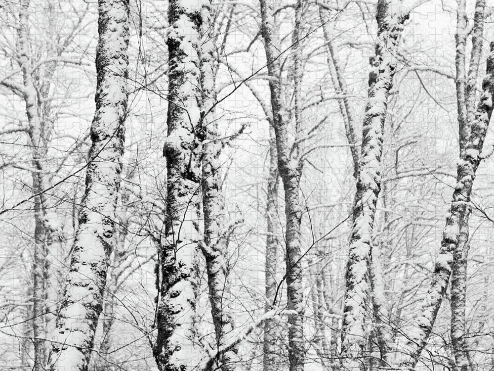 Scenics Jigsaw Puzzle featuring the photograph Snow On Deciduous Trees by Andipantz