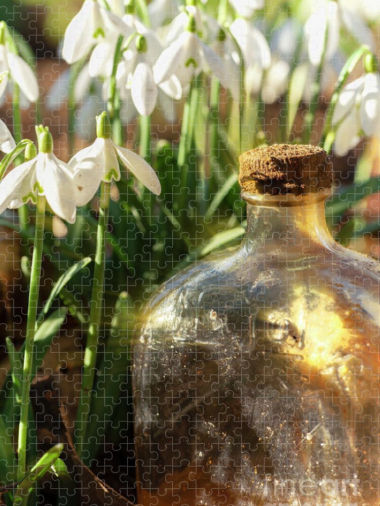 Snowdrops Jigsaw Puzzle featuring the photograph Snowdrop flowers and old glass jar with sunlight by Simon Bratt