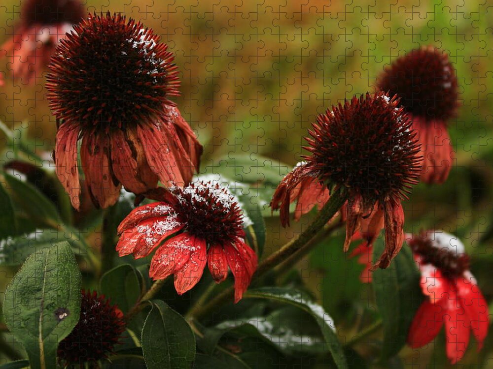 Glory Jigsaw Puzzle featuring the photograph Snowy Coneflowers by Kevin Wheeler