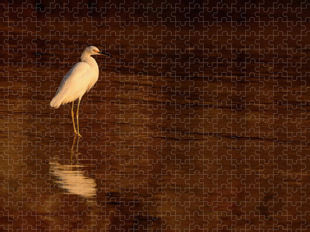 Animals Jigsaw Puzzle featuring the photograph Snowy Egret at Sunset by James Covello
