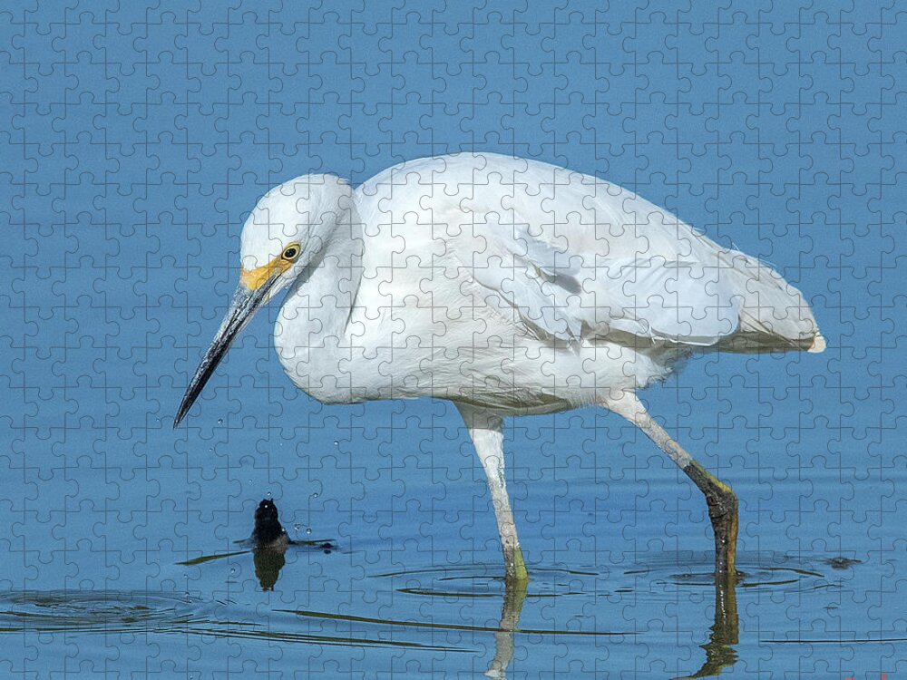 Nature Jigsaw Puzzle featuring the photograph Snowy Egret DMSB0180 by Gerry Gantt