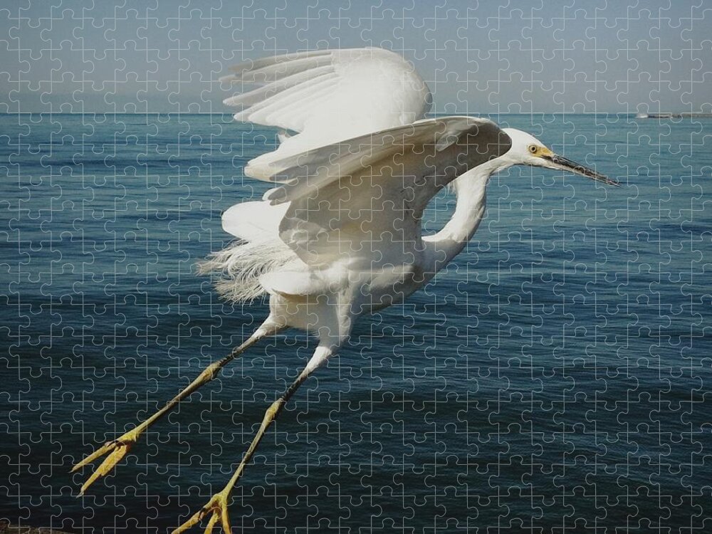 Taking Off Jigsaw Puzzle featuring the photograph Snowy Egret Taking Off Over Ocean by Shari Weaver Photography