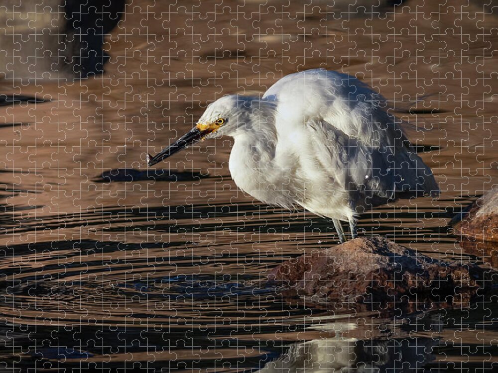 Snowy White Egret Jigsaw Puzzle featuring the photograph Snowy White Egrets 6 by Rick Mosher