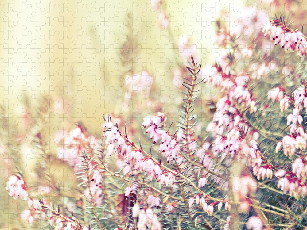 Heather Jigsaw Puzzle featuring the photograph Soft Pink Heather Blooming In Garden by Nancy Rose