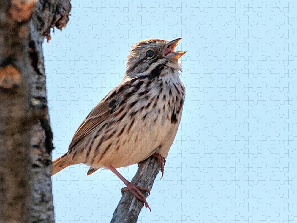 Melospiza Melodia Jigsaw Puzzle featuring the photograph Song Sparrow Singing by Lara Ellis