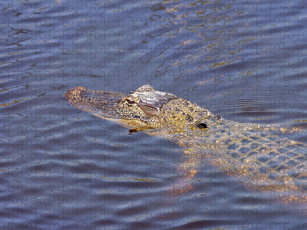 American Alligator Jigsaw Puzzle featuring the photograph South Padre Island American Alligator by Debra Martz