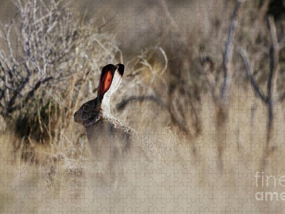 Desert Rabbit Jigsaw Puzzle featuring the photograph Southwest Desert Hare by Robert WK Clark