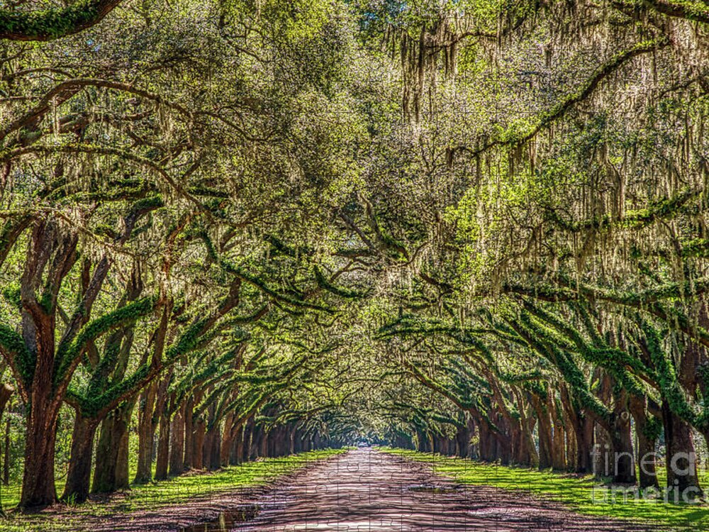 Moss Jigsaw Puzzle featuring the photograph Spanish Moss Tree Tunnel by Paul Quinn