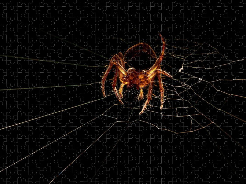 Animal Jigsaw Puzzle featuring the photograph Macro Photography - Spider on Web by Amelia Pearn