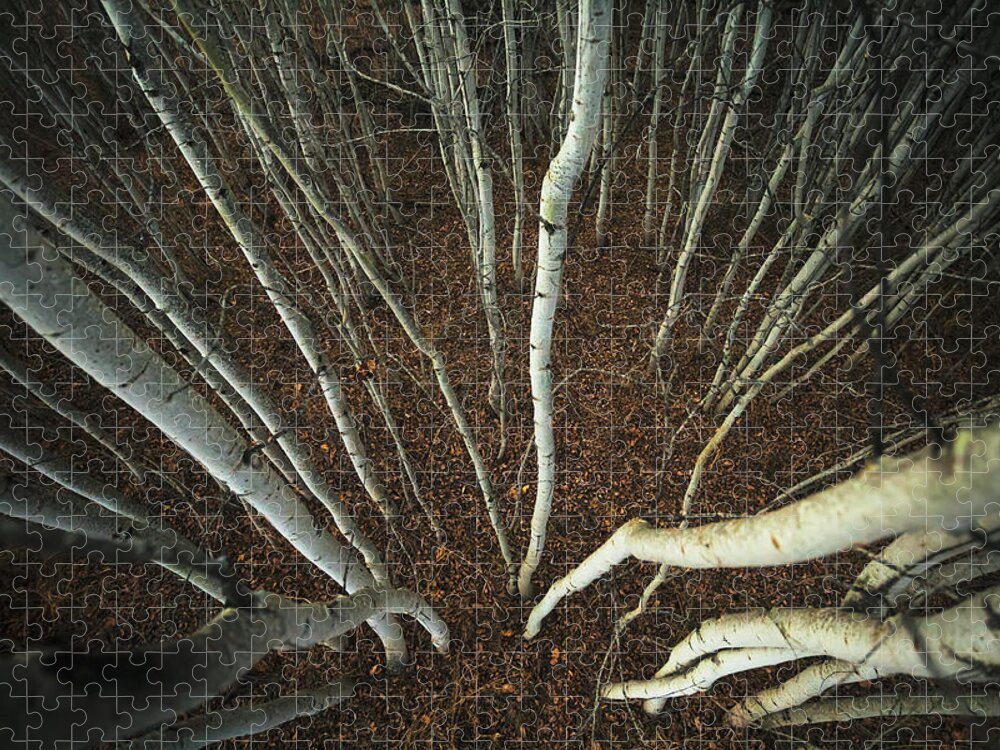 Viewpoint Jigsaw Puzzle featuring the photograph Spindly Aspen Trees From A High Angle by Joel Koop / Design Pics