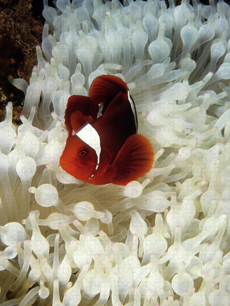 Underwater Jigsaw Puzzle featuring the photograph Spinecheek Clownfish In Bleached by Tammy616