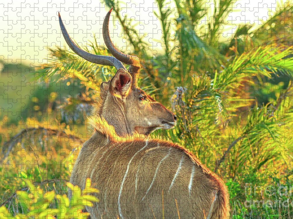 Kudu Jigsaw Puzzle featuring the photograph Spiral Horned Antelope by Benny Marty