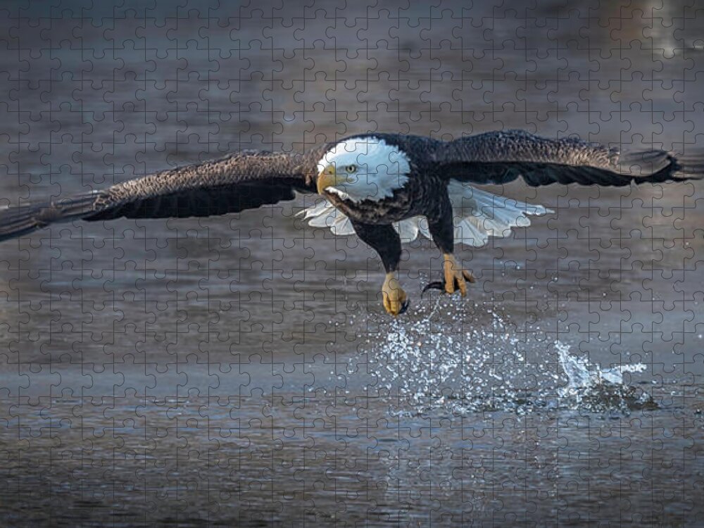 Eagle Jigsaw Puzzle featuring the photograph Splish Splash by Laura Hedien