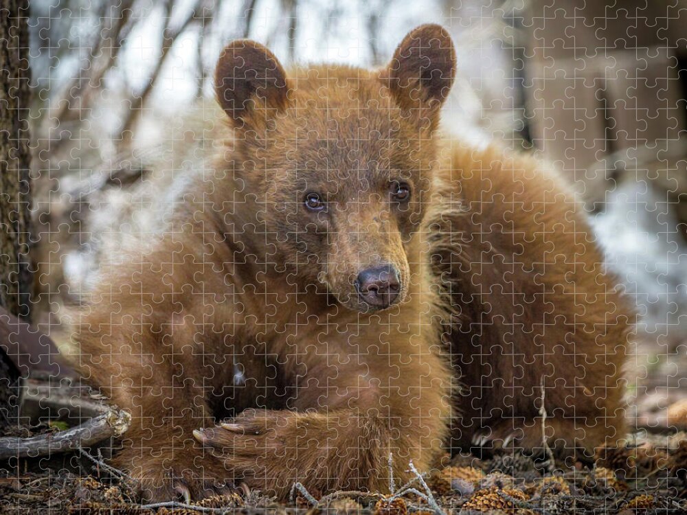 Bear Jigsaw Puzzle featuring the photograph Spring Bloom by Kevin Dietrich
