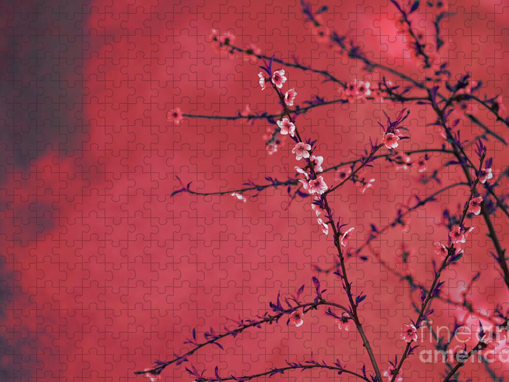 Blossom Jigsaw Puzzle featuring the photograph Spring blossom border over red arty textured background. Chinese by Jelena Jovanovic