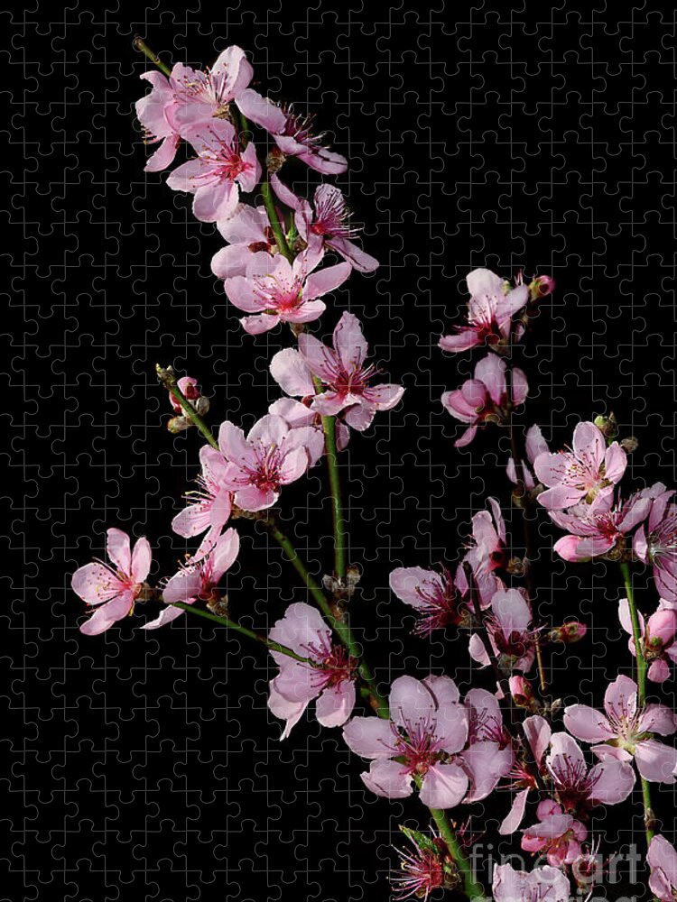 Spring Blossoms On Black Jigsaw Puzzle featuring the photograph Spring Blossoms on Black by Kaye Menner by Kaye Menner
