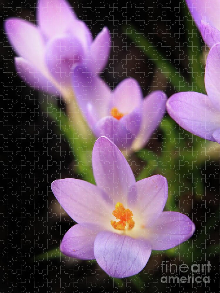 Color Jigsaw Puzzle featuring the photograph Spring Crocus Flowers 8 by Dorothy Lee
