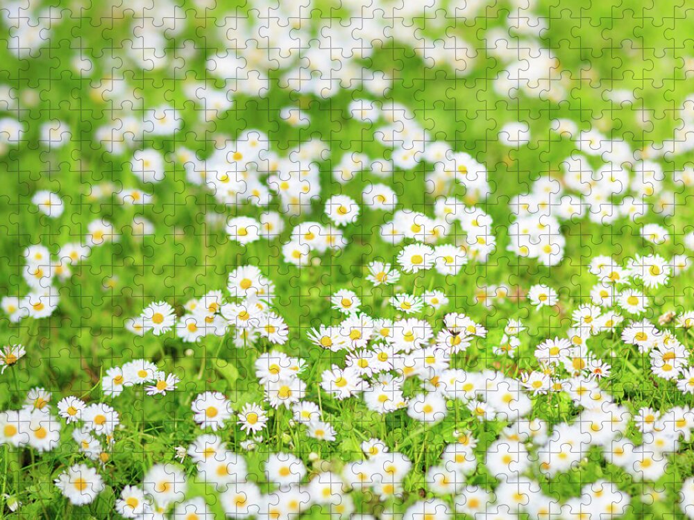 Natural Pattern Jigsaw Puzzle featuring the photograph Spring Daisies by Tom Bonaventure