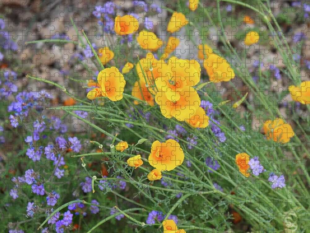 Desert Flowers Jigsaw Puzzle featuring the photograph Spring Desert Flowers by David T Wilkinson