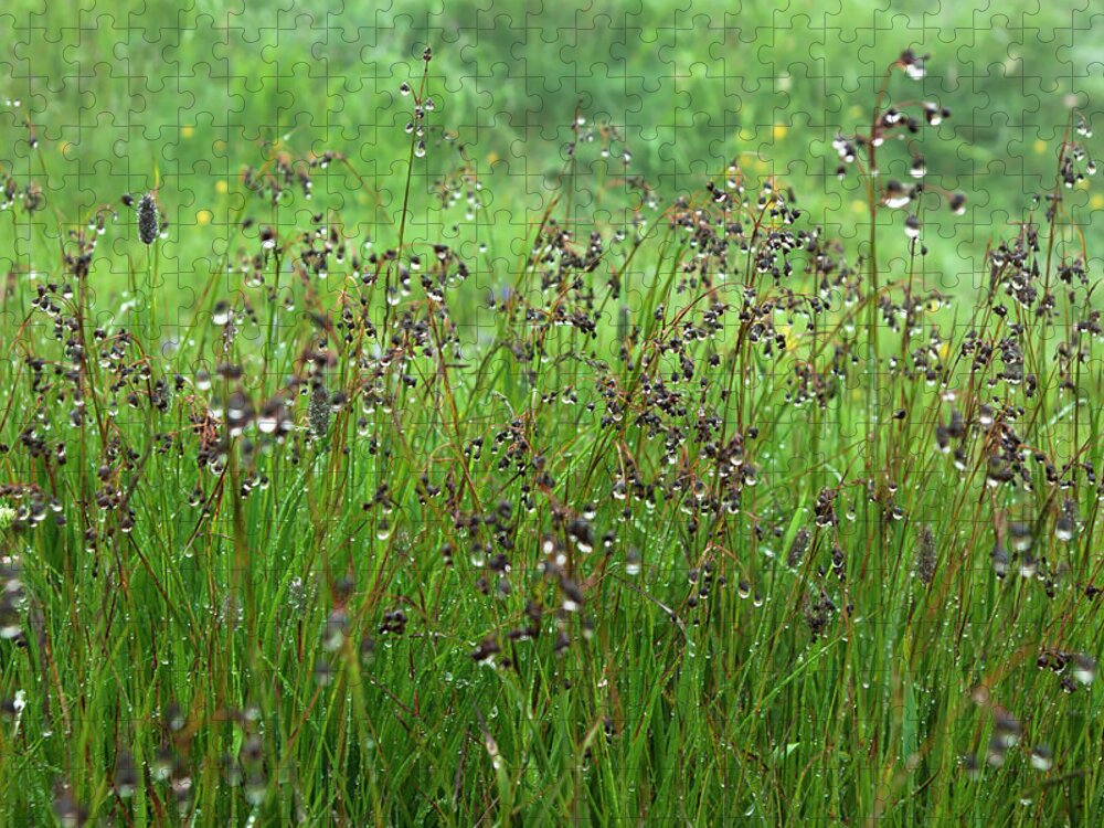 Grass Jigsaw Puzzle featuring the photograph Spring grass by Anna Kluba