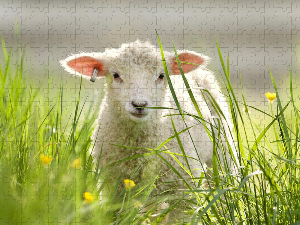 Lamb Jigsaw Puzzle featuring the photograph Spring Lamb by Rachel Morrison