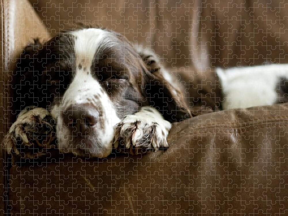 Pets Jigsaw Puzzle featuring the photograph Springer Spaniel Sleeping On The Sofa by Michael Tom Walker, Edinburgh, Scotland