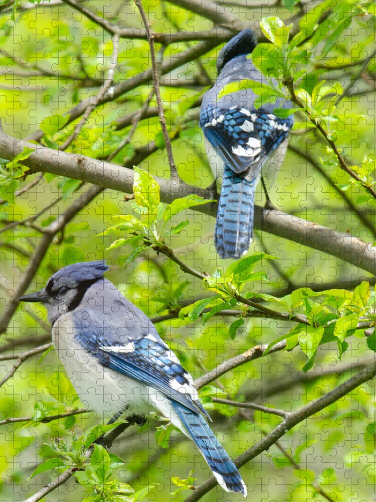 Bluejays Jigsaw Puzzle featuring the photograph Springtime Pairs by Kristin Hatt